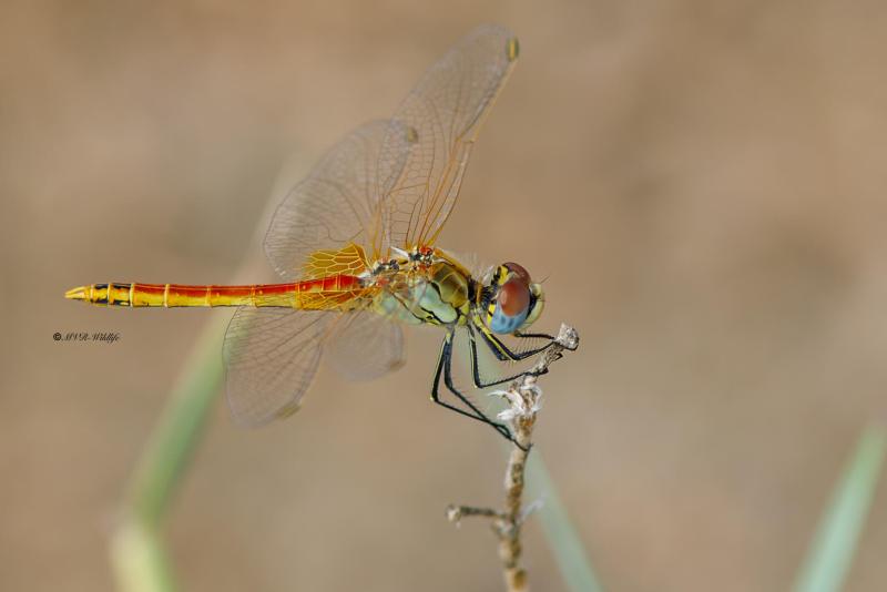 B65A5840-Zwervende-heidelibel-Sympetrum-fonscolombii-Red-veined-Darter-Fruhe-Heidelibelle-Sympetrum-a-nervures-rouges_1