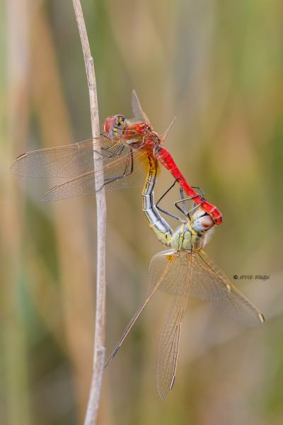 B65A6058-Zwervende-heidelibel-Sympetrum-fonscolombii-Red-veined-Darter-Fruhe-Heidelibelle-Sympetrum-a-nervures-rouges_1