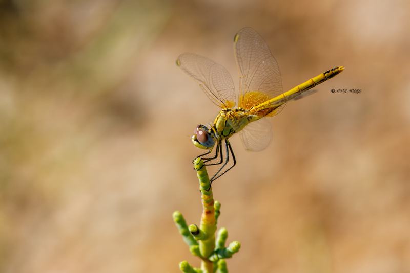 B65A6543-Zwervende-heidelibel-Sympetrum-fonscolombii-Red-veined-Darter-Fruhe-Heidelibelle-Sympetrum-a-nervures-rouges_1