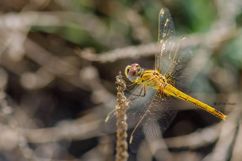 B65A6595-Zwervende-heidelibel-Sympetrum-fonscolombii-Red-veined-Darter-Fruhe-Heidelibelle-Sympetrum-a-nervures-rouges_1