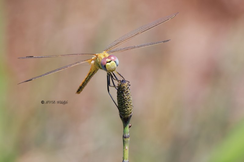 BR8A1206-Zwervende-heidelibel-Sympetrum-fonscolombii-Red-veined-Darter-Fruhe-Heidelibelle-Sympetrum-a-nervures-rouges_1