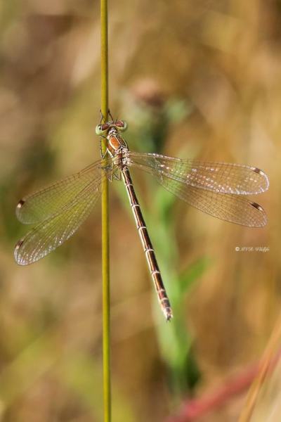 B65A0844-Zwervende-Pantserjuffer-Lestes-Barbarus-Mirgant-Spreadwing-Sudliche-Binsenjungfer-Leste-sauvage_1