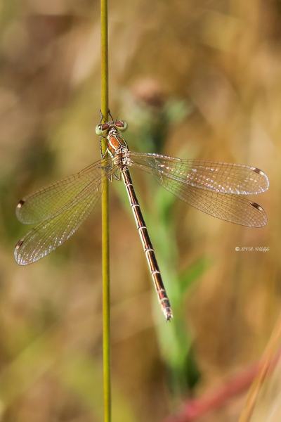 B65A0844-Zwervende-Pantserjuffer-Lestes-Barbarus-Mirgant-Spreadwing-Sudliche-Binsenjungfer-Leste-sauvage_1