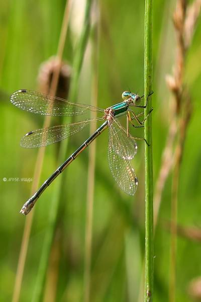 B65A6254-Zwervende-Pantserjuffer-Lestes-Barbarus-Mirgant-Spreadwing-Sudliche-Binsenjungfer-Leste-sauvage_1