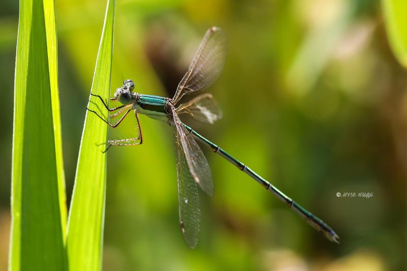 B65A6711-Zwervende-Pantserjuffer-Lestes-Barbarus-Mirgant-Spreadwing-Sudliche-Binsenjungfer-Leste-sauvage_1