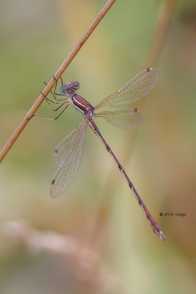 BR8A4534-Zwervende-Pantserjuffer-Lestes-Barbarus-Mirgant-Spreadwing-Sudliche-Binsenjungfer-Leste-sauvage_1
