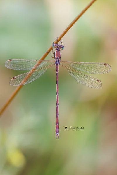 BR8A4536-Zwervende-Pantserjuffer-Lestes-Barbarus-Mirgant-Spreadwing-Sudliche-Binsenjungfer-Leste-sauvage_1