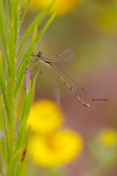 BR8A4644-Zwervende-Pantserjuffer-Lestes-Barbarus-Mirgant-Spreadwing-Sudliche-Binsenjungfer-Leste-sauvage_1