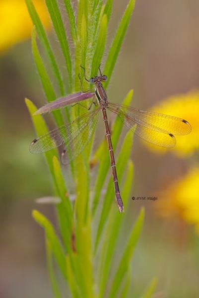 BR8A4649-Zwervende-Pantserjuffer-Lestes-Barbarus-Mirgant-Spreadwing-Sudliche-Binsenjungfer-Leste-sauvage_1